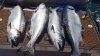 IMG-20180714-WA0002.jpg