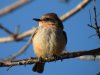 vermillionflycatcher.JPG