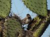 cactuswren2.JPG