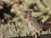 roadrunner.JPG
