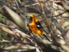 hoodedoriole.JPG