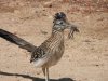 roadrunner1.JPG