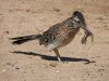 roadrunner3.JPG