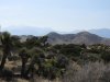 joshuatree.JPG