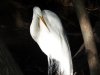 greategret.JPG