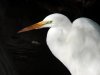 greategret1.JPG