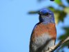 bluuuubird.JPG