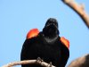redwingedblack.JPG