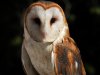 barnowl.JPG