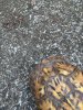 Turtle.jpg