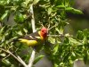 tanager2.JPG