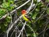 tanager.JPG
