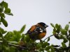 grosbeak.JPG