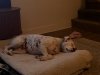 IMG_2706.jpeg