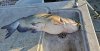 Messenger_creation_DAD89A65-3790-4407-88FC-ED80BAD65EA1.jpg