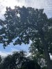 IMG_3171.jpeg