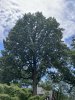 IMG_3173.jpeg