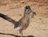 roadrunner.JPG
