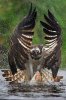 osprey 2.jpg