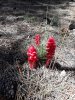 snow plant.jpg