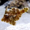 lg-26171-filefish.jpg