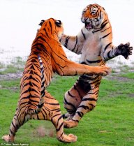 Tiger fan