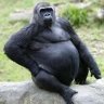 PregnantGorilla