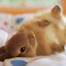 Baby Rabbit