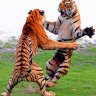 Tiger fan